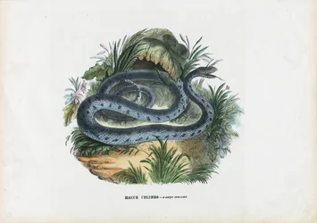 Snakes